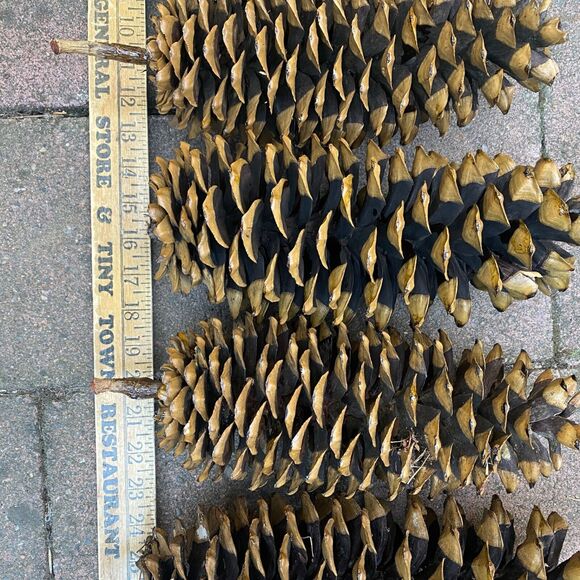 6 Natural Sugar Pine Cones Decorative, Wreaths, Rustic 9" - 14" - Picture 4 of 8